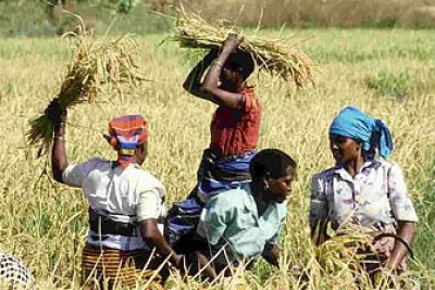 Women weed a field of rice