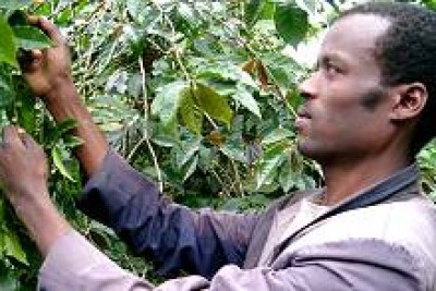 Elias Bechere, a coffee grower among his coffee bushes in Sidama, in the south of Ethiopia. Coffee accounts for 60 per cent of Ethiopia's export earnings.