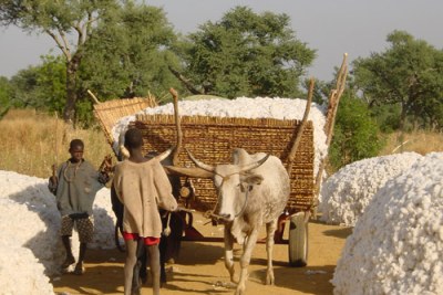 En route to Bobo Dioulasso, Burkina Faso. Young boy guides cattle and cart full of cotton harvest.