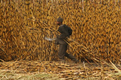 Sugar cane plantation used in production of biofuel