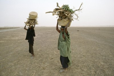 Mali women collect firewood on dry riverbed.