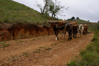 Cattle in rural Swaziland: The deaths of about 10,000 cattle in the past month is the highest number of deaths in the country's modern history.
