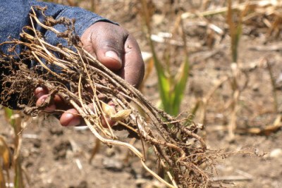 Withered bean plants: Farmers in the larger Nakuru area in Rift Valley province have experienced maize and beans crop failure in 2009 due to poor rainfall early in the year.