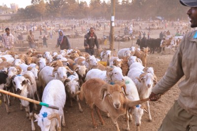 The disease can cause death rates of up to 100 percent in sheep and goats (file photo).