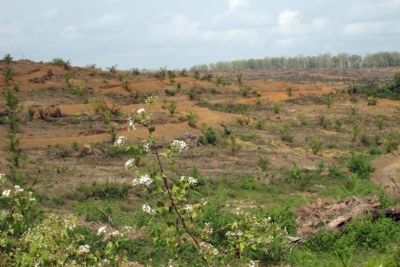 A field recently cleared of forest in western Liberia to make way for a plantation.