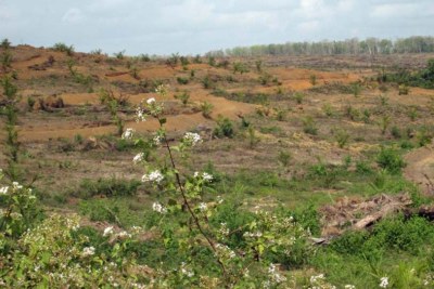A field recently cleared of forest to make way for palm oil and rubber plantations