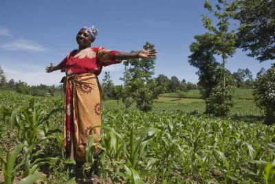 Beth Njambi,  who also grows cassava and bananas to provide her family food year-round, standing in her maize field.