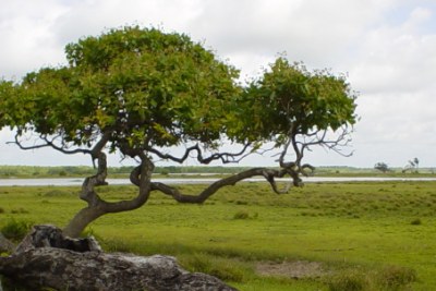 L'anacardier (Anacardium occidentale) est un petit arbre de la famille des Anacardiaceae.