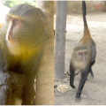 New Monkey Species Identified in DR Congo