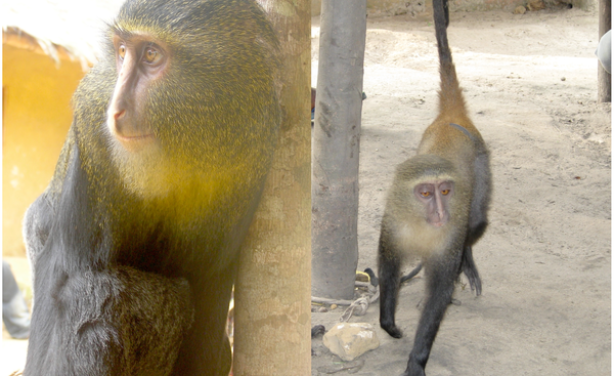New Monkey Species Identified in DR Congo
