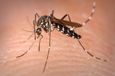 An Aedes albopictus female mosquito obtaining a blood from human host.