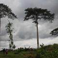 African Governments Giving Land Away Quickly, Recognizing Land Rights Slowly