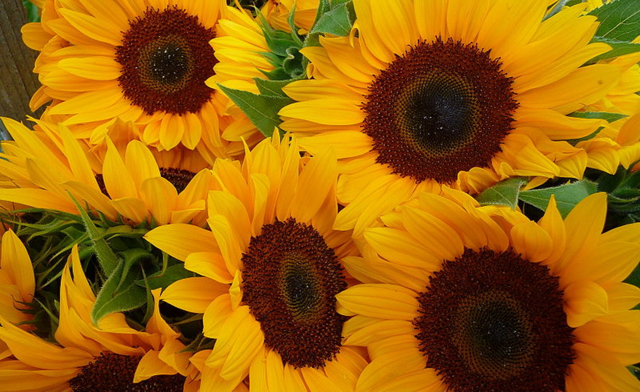 Tanzania Gets EU Funding for Sunflower