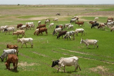 These cattle are eating the first pasture of the 2012 rainy season. But their owners are unable to head north to seek pasture there for fear Islamists will steal their flocks. Mopti region.