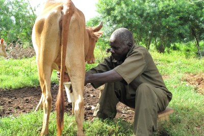 Farmer milks his cow in Busia, Kenya
