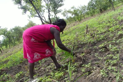 A woman weeds a sesame crop field in South Sudan's Eastern Equatoria state