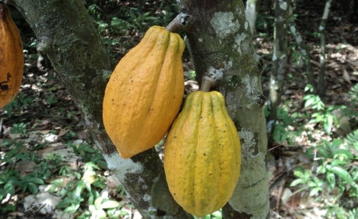Uganda Expensive Certification Blocks Cocoa Exporters Allafrica Com