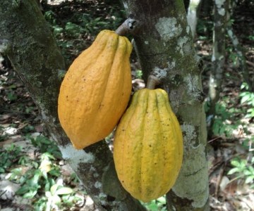 Liberia: The Cocoa Comeback