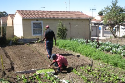 Petite exploitation agricole à Gugulethu, Cape Town.