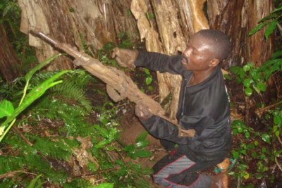 Un milicien Maï-Maï manipulant son arme dans une brousse à Beni (Nord-Kivu).