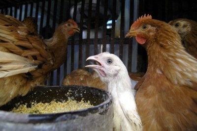 Nigeria in a bid to contain the spread of bird flu (file photo).
