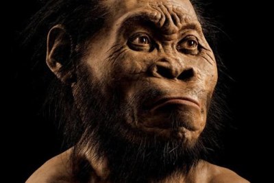 Artist Gurche spent some 700 hours reconstructing the head of Homo naledi from bone scans, using bear fur for hair (file photo).