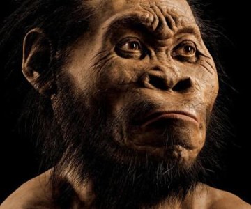 Small Brain Didn't Hold Homo Naledi Back!
