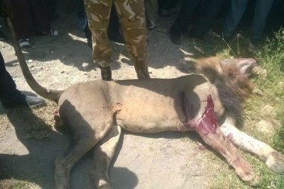 KWS rangers shot dead a stray lion in Isinya, on the outskirts of Nairobi, after it injured a man on Wednesday, March 30, 2016.