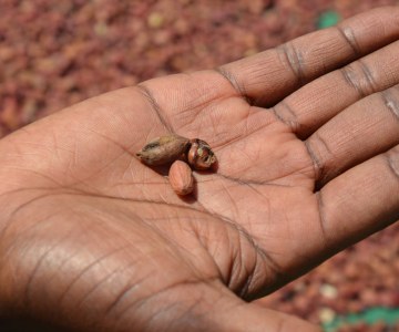Malawi’s Toxic Harvest