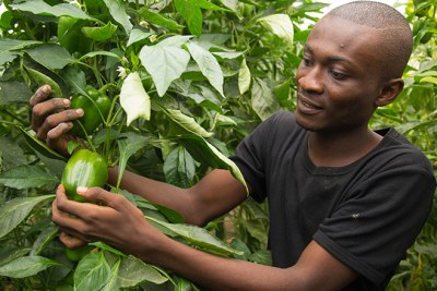 A farmer in Ghana. AfDB's Jobs for Youth Program seeks to build the capacity of young graduates between the ages of 18-35 to start businesses along the 18 priority value chains identified in the Feed Africa strategy.