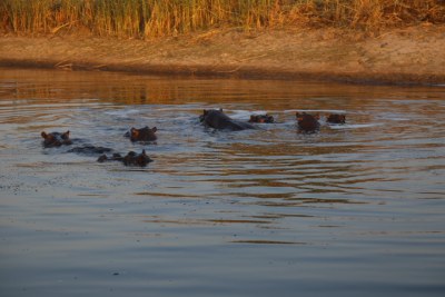 Stranded hippos.