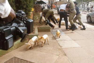 Members of the Jobless Brotherhood dropped pigs at Parliament in protest of the Shs200 million given to MPs to purchase cars.