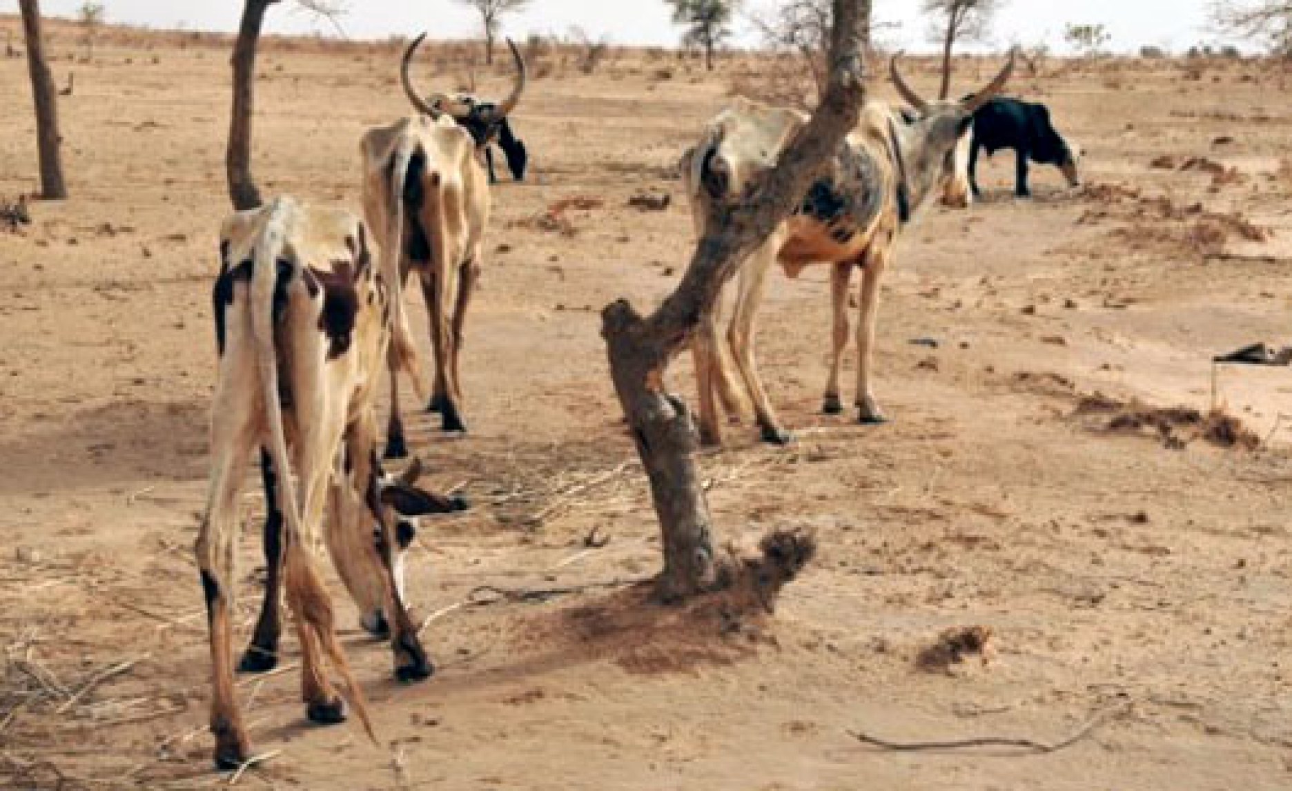 Tanzania Alarm As Severe Drought Kills Over 3,000