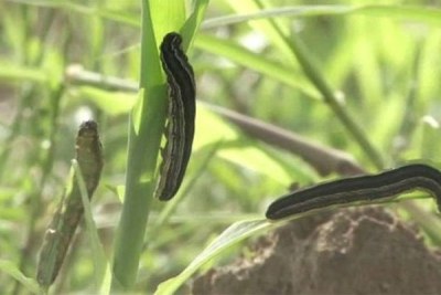 Army worms have infested maize farms in the North Rift (file photo).