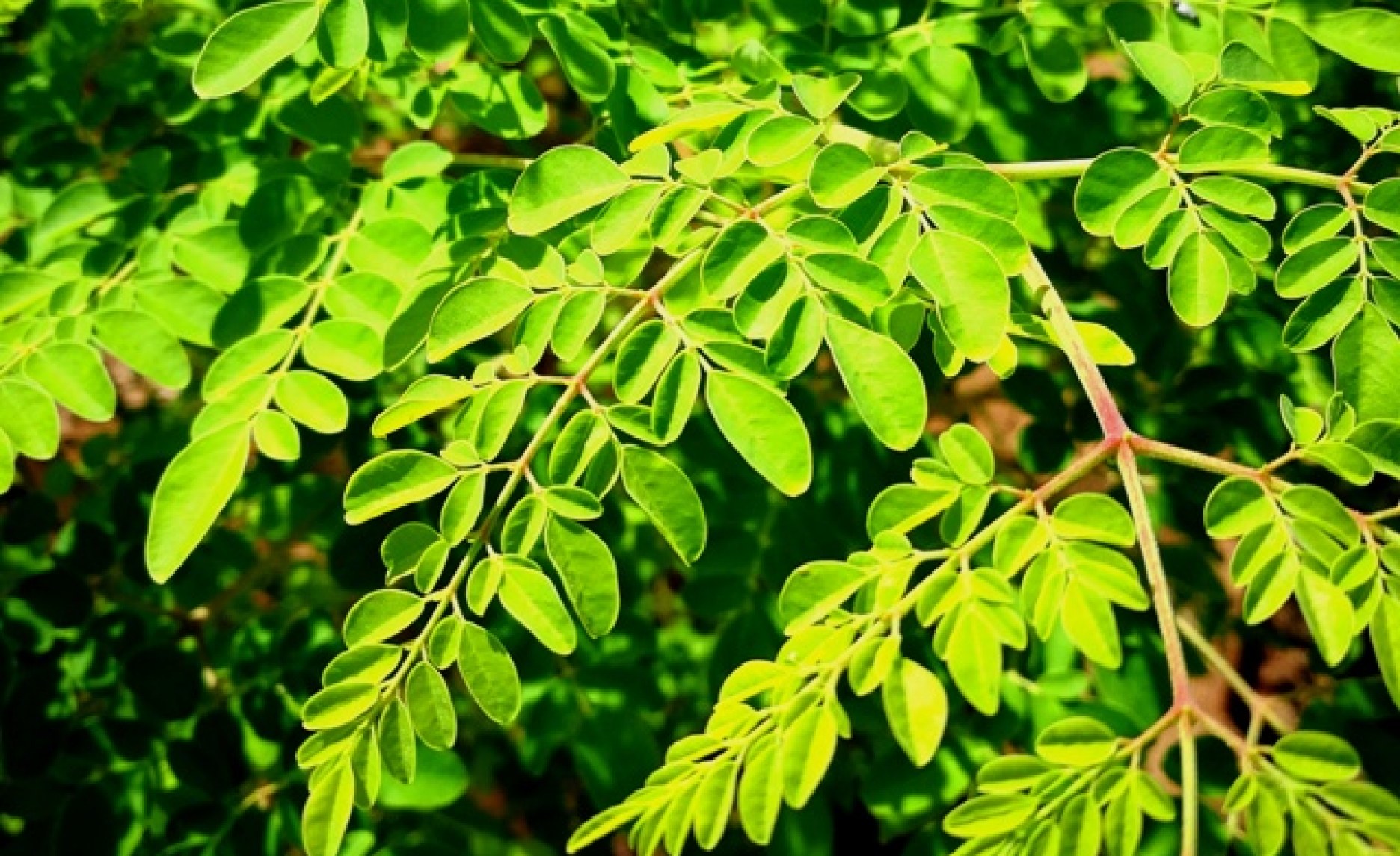 Africa The Moringa Tree Enters the Arsenal of Treatments Against Chronic Diseases