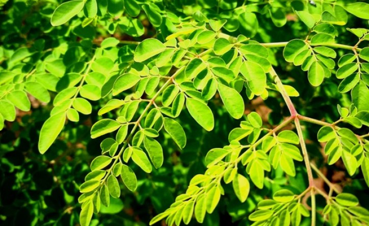 Africa: The Moringa Tree Enters the Arsenal of Treatments Against ...