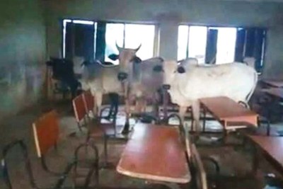 Cows in an Edo State classroom.