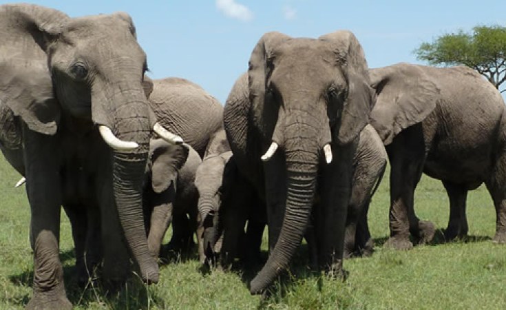 Tanzania: 8 Elephants' Death Mired in Confusion - allAfrica.com