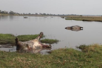 Une centaine d'hippopotames morts dans le parc national de Bwabwata en Namibie