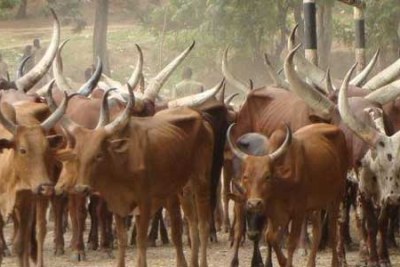 Authorities have seized more than 10,000 head of cattle that had strayed into Tanzania from Uganda and Rwanda.