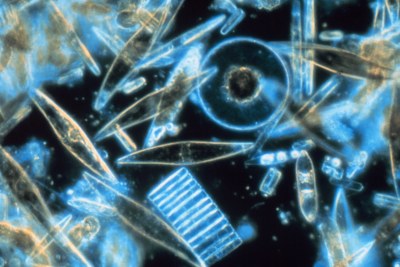 Diatoms (file photo).