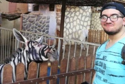 Egyptian student Mahmoud Sarhan beside what he claims is a donkey painted to resemble a zebra at the International Garden municipal park in Cairo.