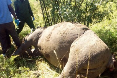 Kenya Wildlife Service have confirmed the killing of the 12-year-old male black rhino.