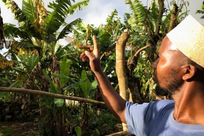 A farmer points to some of the banana trees dotting the steep hillsides in villages in Anjouan that used to burst with fruit but are struggling or dying due to changing weather and soil erosion.