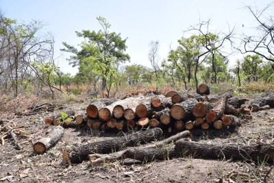 Logs felled by charcoal burners in Palaro, Gulu district, Uganda, February 13, 2019.