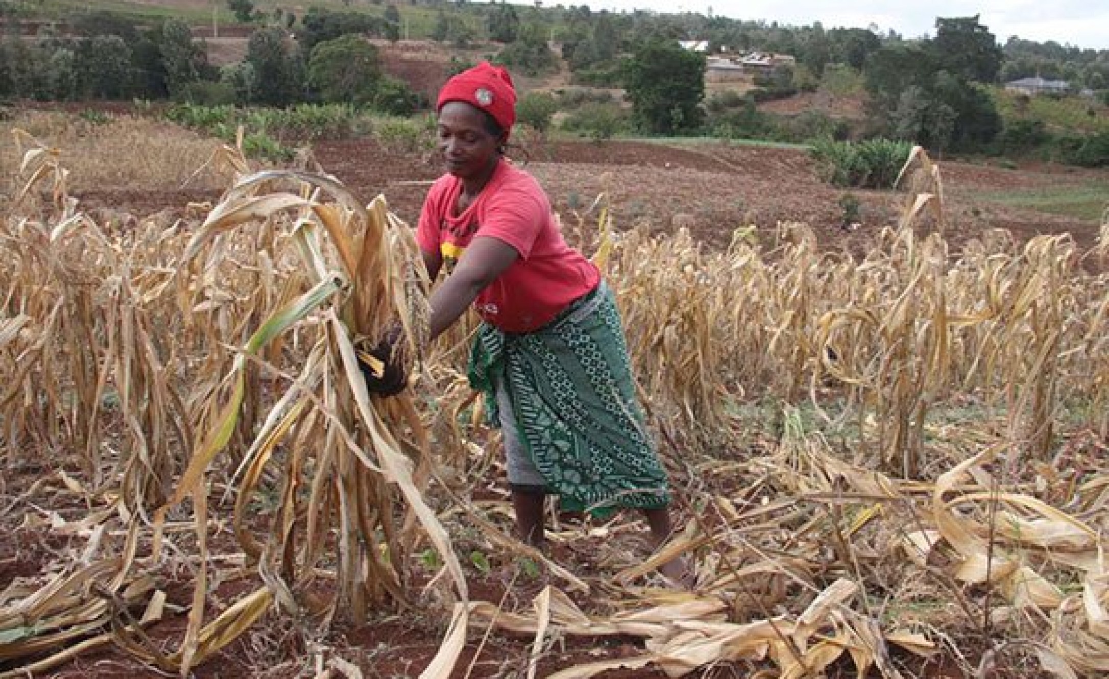 Kenya Farmers Count Losses As Crops Wilt Due to Delayed Rains