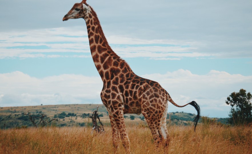 Namibia Suspects Caught Poaching Giraffe