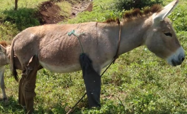 Kenya: High Court Allows Slaughter, Sale of Donkey Meat