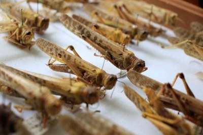 A display of locusts in this picture taken on January 9, 2020 at the National Museums of Kenya in Nairobi County.