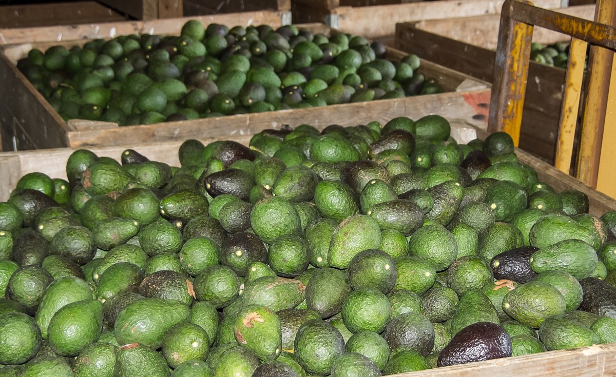 Kenya: First Consignment of Fresh Avocados From Kenya Hits Chinese Market thumbnail